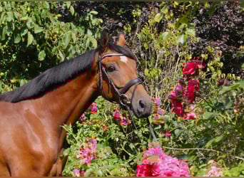 Hannoveraner, Wallach, 5 Jahre, 164 cm, Brauner