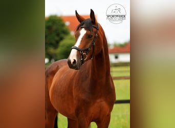 Hannoveraner, Wallach, 5 Jahre, 164 cm, Dunkelbrauner