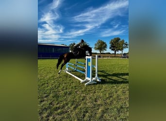 Hannoveraner, Wallach, 5 Jahre, 164 cm, Dunkelbrauner