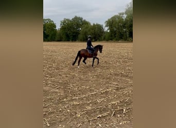 Hannoveraner, Wallach, 5 Jahre, 164 cm, Dunkelbrauner