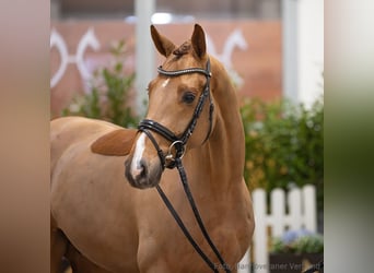 Hannoveraner, Wallach, 5 Jahre, 164 cm, Fuchs