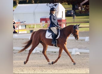 Hannoveraner, Wallach, 5 Jahre, 164 cm, Fuchs