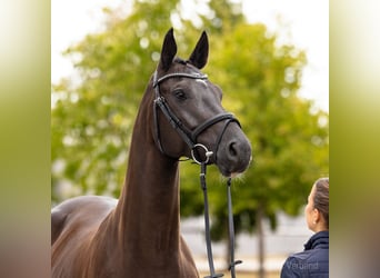 Hannoveraner, Wallach, 5 Jahre, 164 cm, Rappe