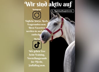 Hannoveraner, Wallach, 5 Jahre, 164 cm, Rappschimmel
