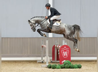 Hannoveraner, Wallach, 5 Jahre, 164 cm, Schimmel