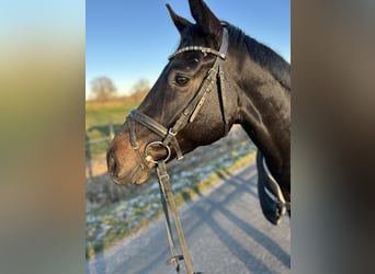 Hannoveraner, Wallach, 5 Jahre, 164 cm, Schwarzbrauner