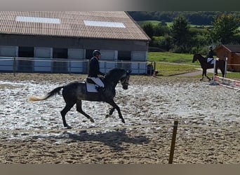 Hannoveraner, Wallach, 5 Jahre, 165 cm, Apfelschimmel