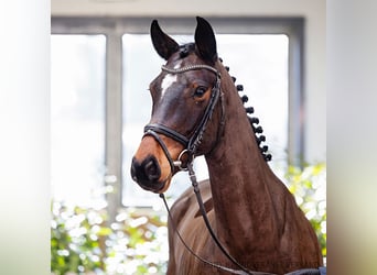 Hannoveraner, Wallach, 5 Jahre, 165 cm, Brauner