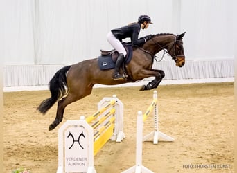 Hannoveraner, Wallach, 5 Jahre, 165 cm, Brauner