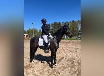 Hannoveraner, Wallach, 5 Jahre, 165 cm, Dunkelbrauner