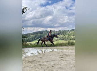Hannoveraner, Wallach, 5 Jahre, 165 cm, Dunkelbrauner