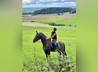Hannoveraner, Wallach, 5 Jahre, 165 cm, Dunkelbrauner