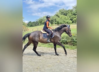Hannoveraner, Wallach, 5 Jahre, 165 cm, Dunkelbrauner