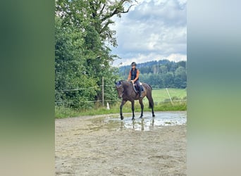 Hannoveraner, Wallach, 5 Jahre, 165 cm, Dunkelbrauner
