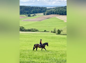 Hannoveraner, Wallach, 5 Jahre, 165 cm, Dunkelbrauner