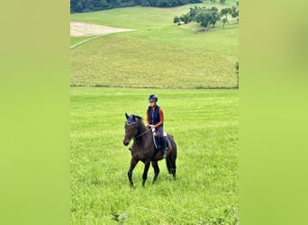 Hannoveraner, Wallach, 5 Jahre, 165 cm, Dunkelbrauner