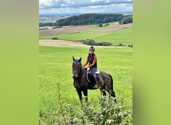 Hannoveraner, Wallach, 5 Jahre, 165 cm, Dunkelbrauner