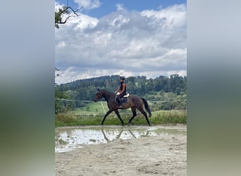 Hannoveraner, Wallach, 5 Jahre, 165 cm, Dunkelbrauner