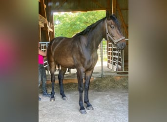 Hannoveraner, Wallach, 5 Jahre, 165 cm, Dunkelbrauner