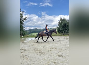 Hannoveraner, Wallach, 5 Jahre, 165 cm, Dunkelbrauner