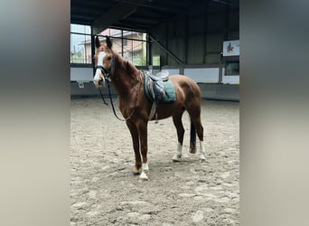 Hannoveraner, Wallach, 5 Jahre, 165 cm, Fuchs