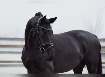 Hannoveraner, Wallach, 5 Jahre, 165 cm, Rappe