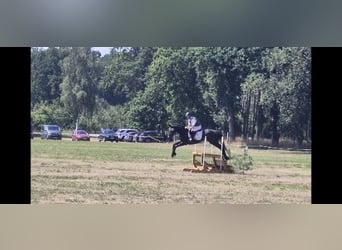 Hannoveraner, Wallach, 5 Jahre, 165 cm, Schimmel