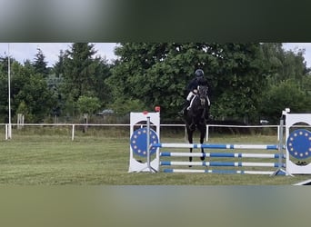 Hannoveraner, Wallach, 5 Jahre, 165 cm, Schimmel