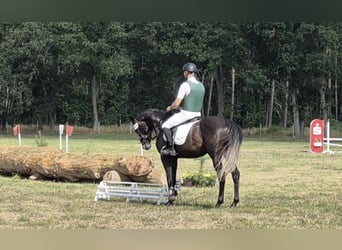 Hannoveraner, Wallach, 5 Jahre, 165 cm, Schimmel