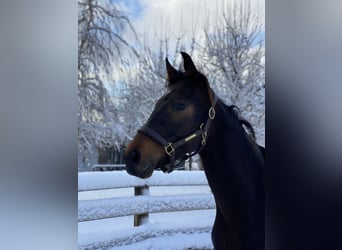 Hannoveraner, Wallach, 5 Jahre, 165 cm, Schwarzbrauner