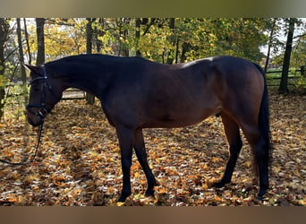 Hannoveraner, Wallach, 5 Jahre, 166 cm, Brauner