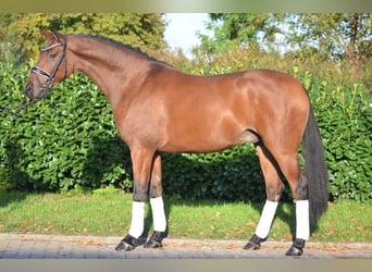 Hannoveraner, Wallach, 5 Jahre, 166 cm, Brauner