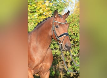 Hannoveraner, Wallach, 5 Jahre, 166 cm, Brauner