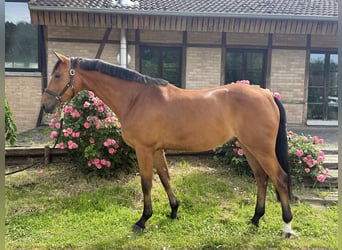 Hannoveraner, Wallach, 5 Jahre, 166 cm, Brauner