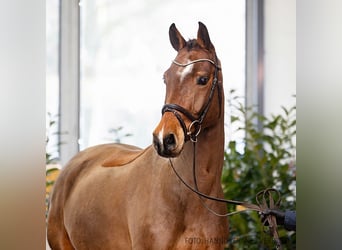 Hannoveraner, Wallach, 5 Jahre, 166 cm, Brauner