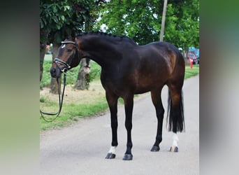 Hannoveraner, Wallach, 5 Jahre, 166 cm, Dunkelbrauner Hannoveraner, Wallach, 5 Jahre, 166 cm, Dunkelbrauner