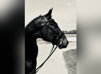 Hannoveraner, Wallach, 5 Jahre, 166 cm, Dunkelbrauner