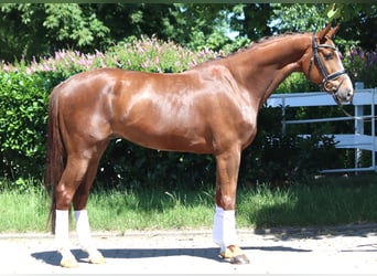 Hannoveraner, Wallach, 5 Jahre, 166 cm, Dunkelfuchs