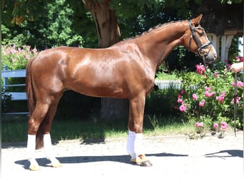 Hannoveraner, Wallach, 5 Jahre, 166 cm, Dunkelfuchs