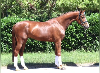 Hannoveraner, Wallach, 5 Jahre, 166 cm, Dunkelfuchs