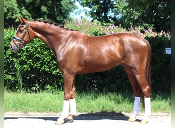 Hannoveraner, Wallach, 5 Jahre, 166 cm, Dunkelfuchs