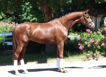 Hannoveraner, Wallach, 5 Jahre, 166 cm, Dunkelfuchs