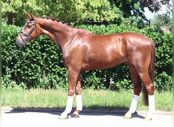 Hannoveraner, Wallach, 5 Jahre, 166 cm, Dunkelfuchs