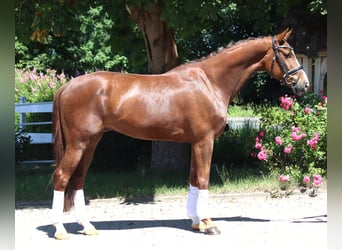 Hannoveraner, Wallach, 5 Jahre, 166 cm, Dunkelfuchs