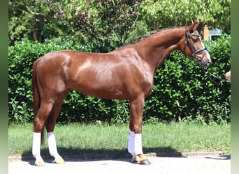 Hannoveraner, Wallach, 5 Jahre, 166 cm, Dunkelfuchs