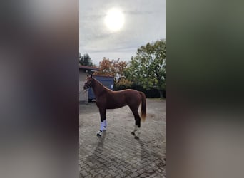 Hannoveraner, Wallach, 5 Jahre, 166 cm, Fuchs