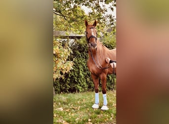 Hannoveraner, Wallach, 5 Jahre, 166 cm, Fuchs