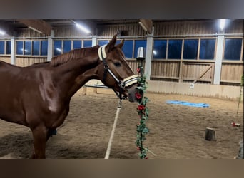 Hannoveraner, Wallach, 5 Jahre, 166 cm, Fuchs
