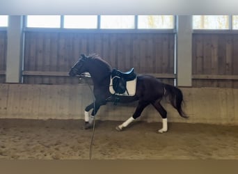 Hannoveraner, Wallach, 5 Jahre, 166 cm, Fuchs