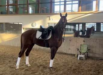Hannoveraner, Wallach, 5 Jahre, 166 cm, Fuchs